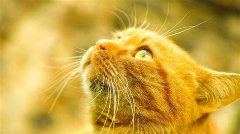rüyada sarı kedi görmek imam nablusi